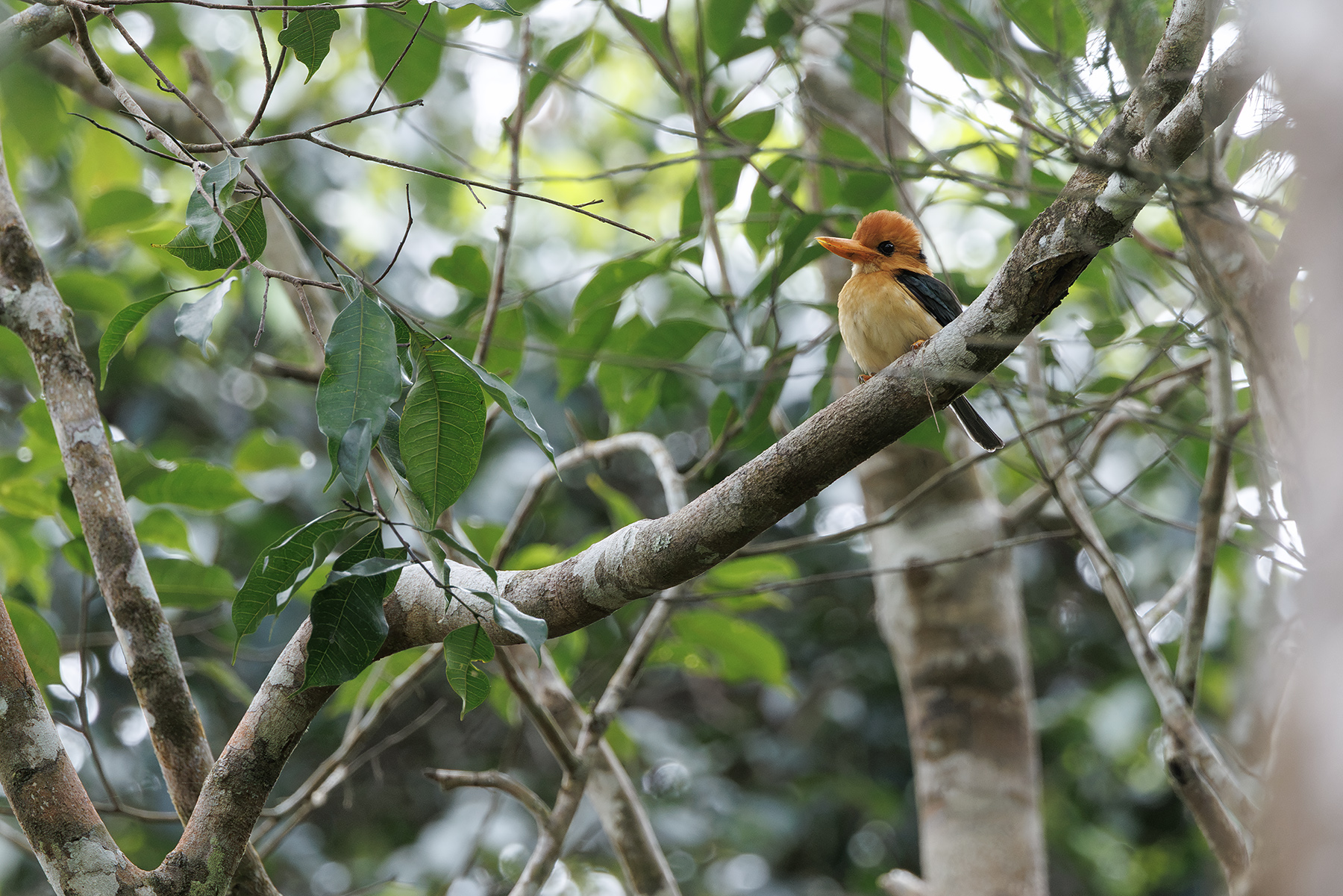 Yellow-billed Kingfisher (image by Dáni Balla)