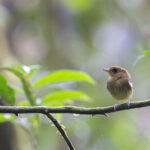 Yellow-throated Spadebill (image by Daniel Branch)