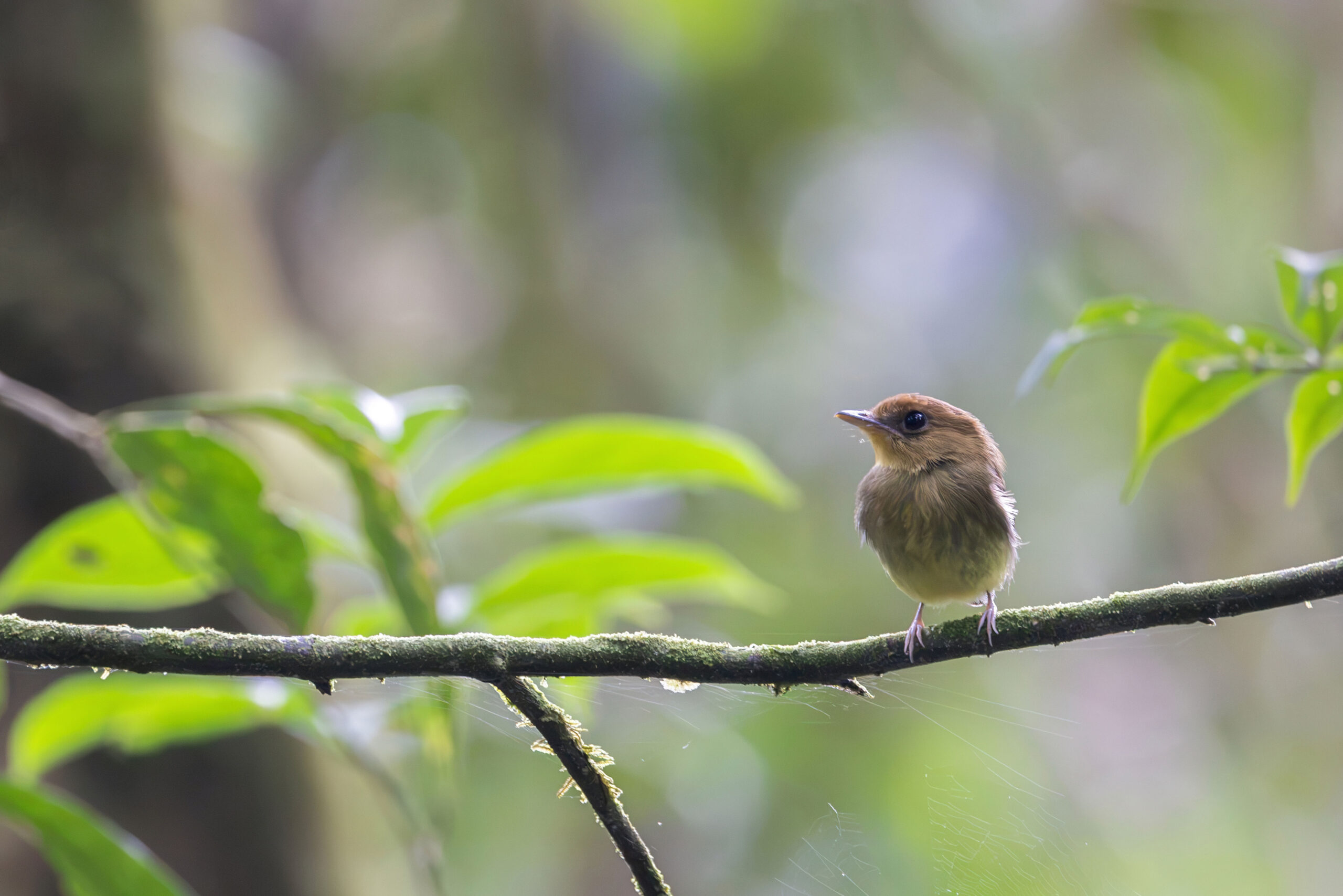 Yellow-throated Spadebill (image by Daniel Branch)