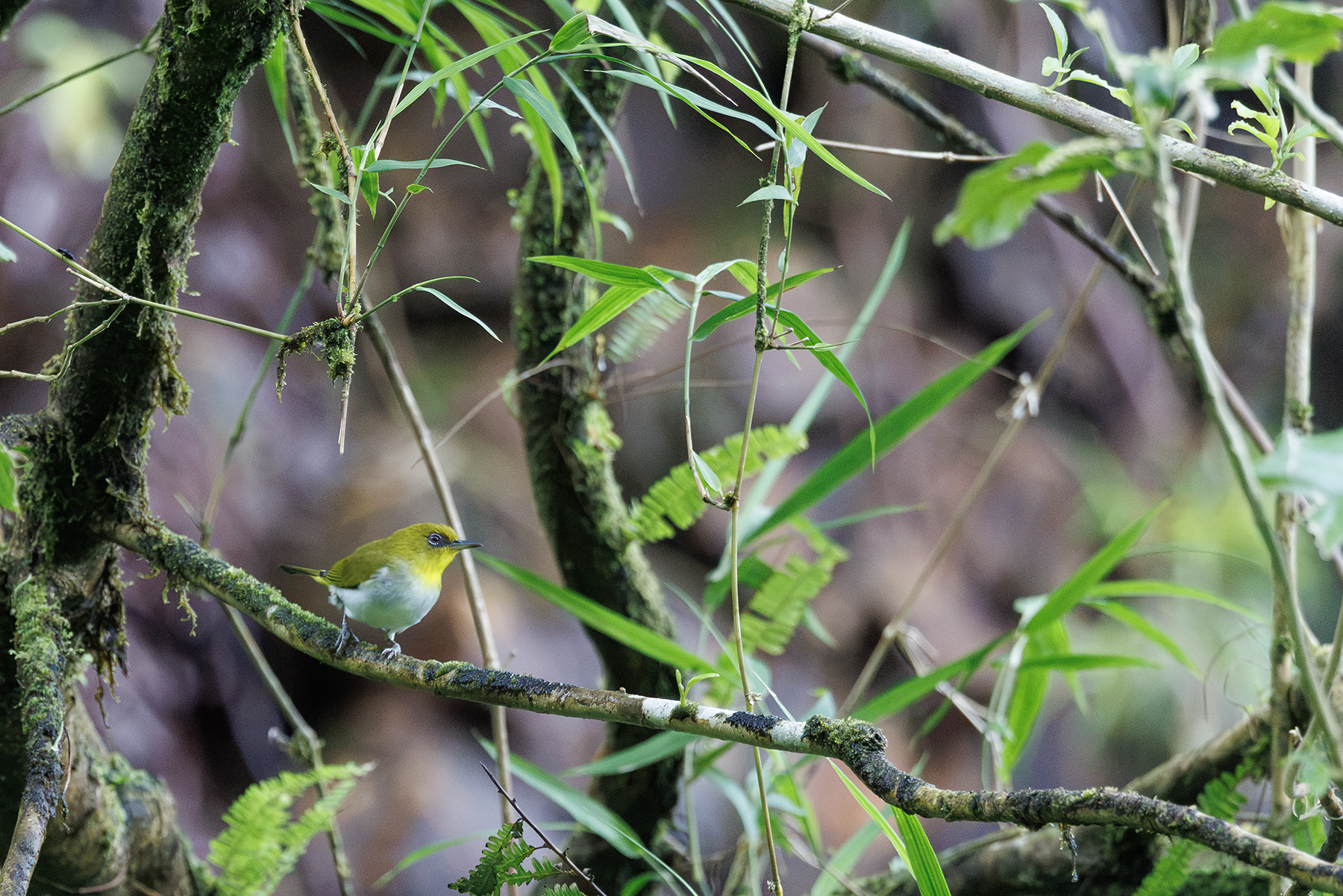 Yellow-throated White-eye (image by Dáni Balla)
