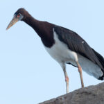 Abdim's Stork (image by Mark Van Beirs)