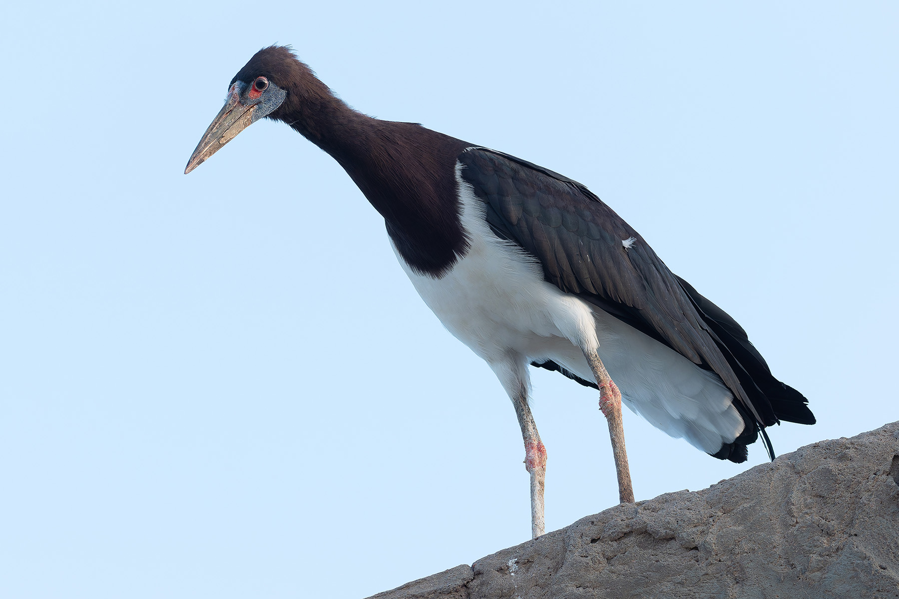 Abdim's Stork (image by Mark Van Beirs)