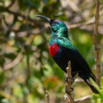 Abyssinian Sunbird (image by Mark Van Beirs)