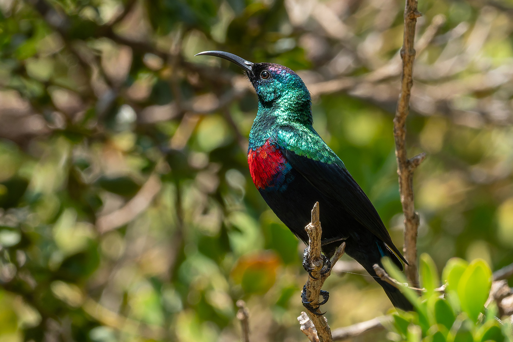 Abyssinian Sunbird (image by Mark Van Beirs)