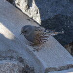 Alpine Accentor (image by Mark Beaman)