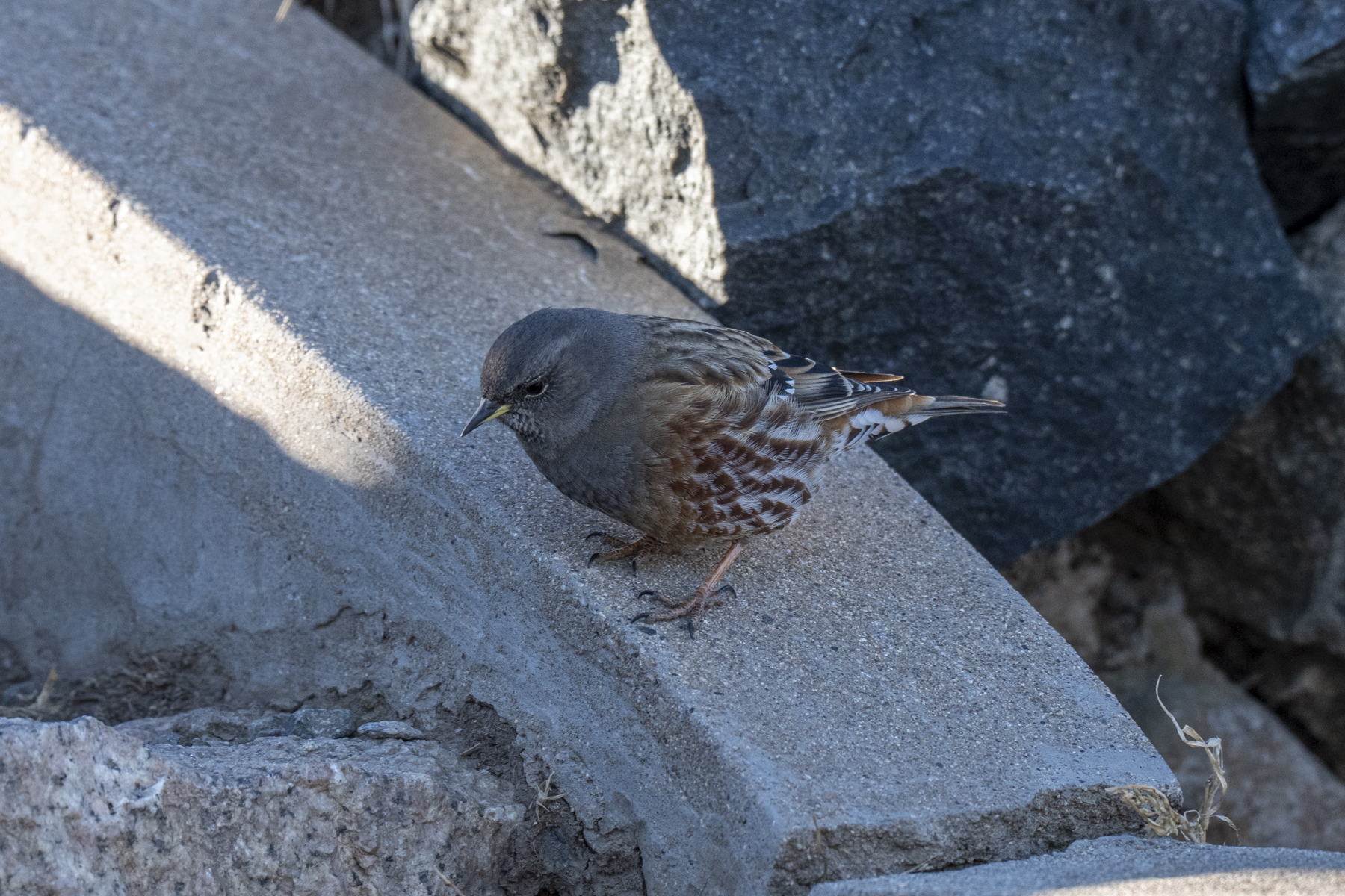Alpine Accentor (image by Mark Beaman)