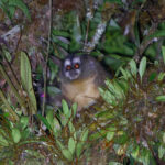 Andean Night Monkey (image by Leo Garrigues)