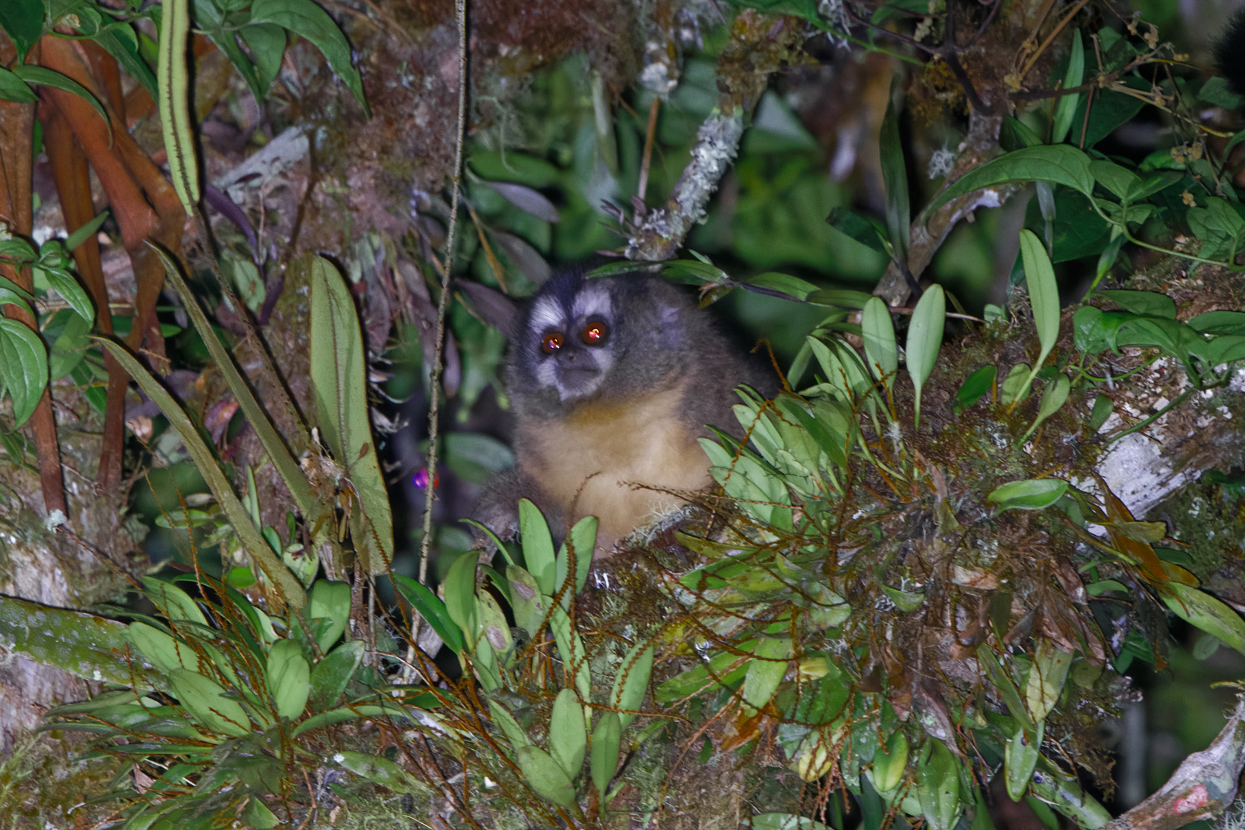 Andean Night Monkey (image by Leo Garrigues)