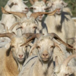 Angora Goats, the source of cashmere wool (image by Mark Beaman)