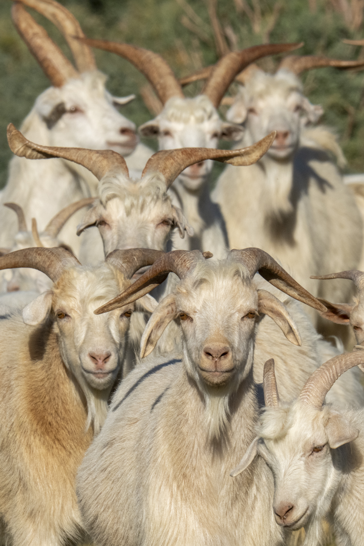 Angora Goats, the source of cashmere wool (image by Mark Beaman)