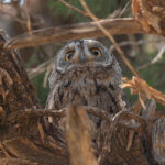 Arabian Scops Owl (image by Mark Van Beirs)