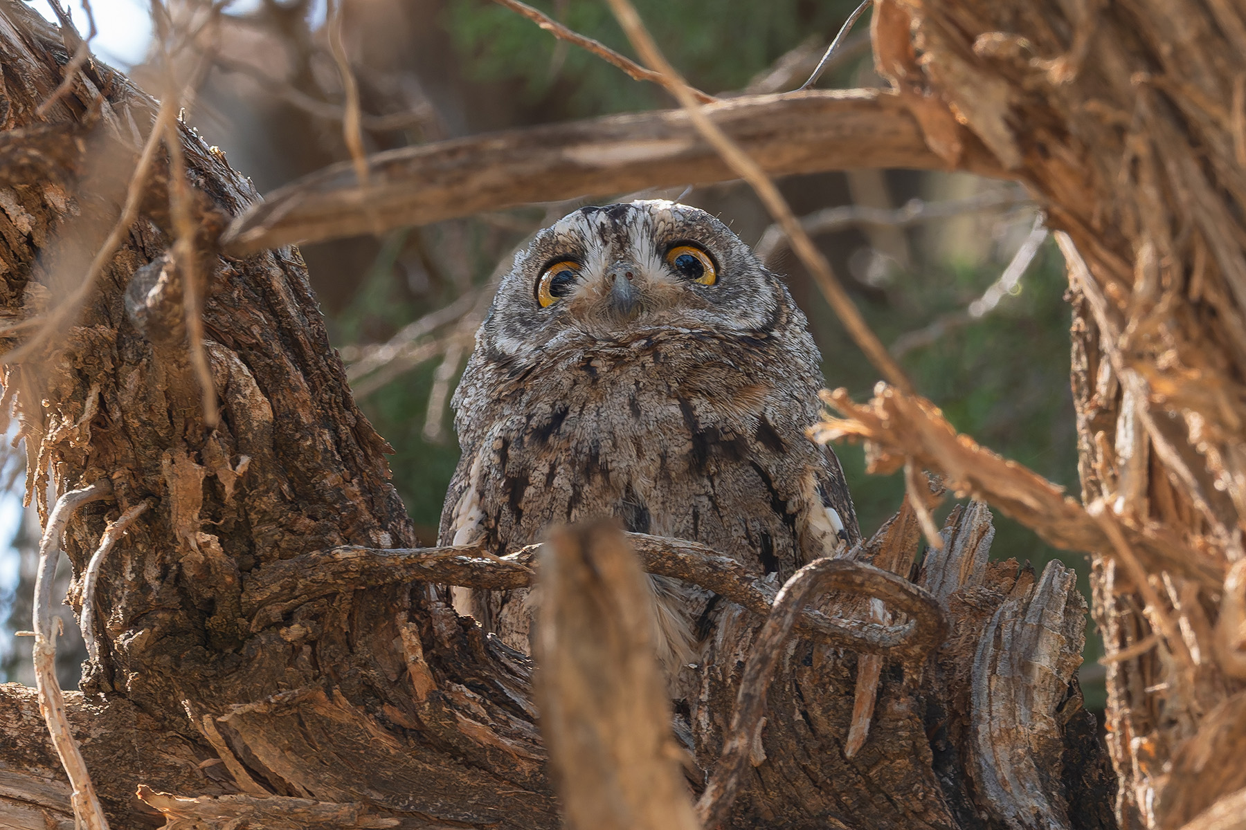 Arabian Scops Owl (image by Mark Van Beirs)
