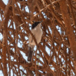 Arabian Warbler (image by Mark Van Beirs)