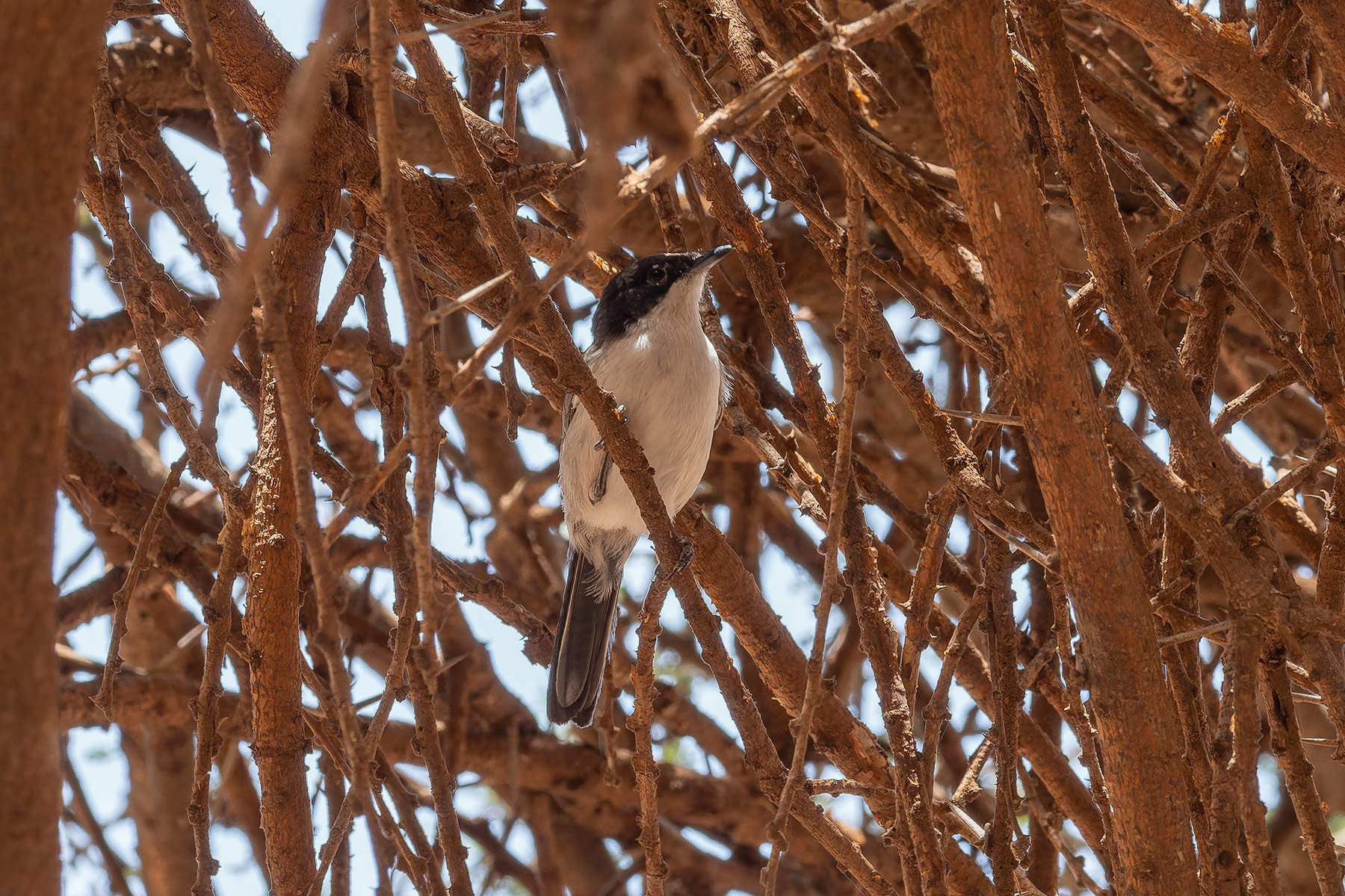 Arabian Warbler (image by Mark Van Beirs)