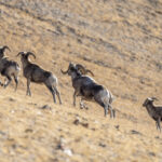Argali wild sheep (image by Mark Beaman)