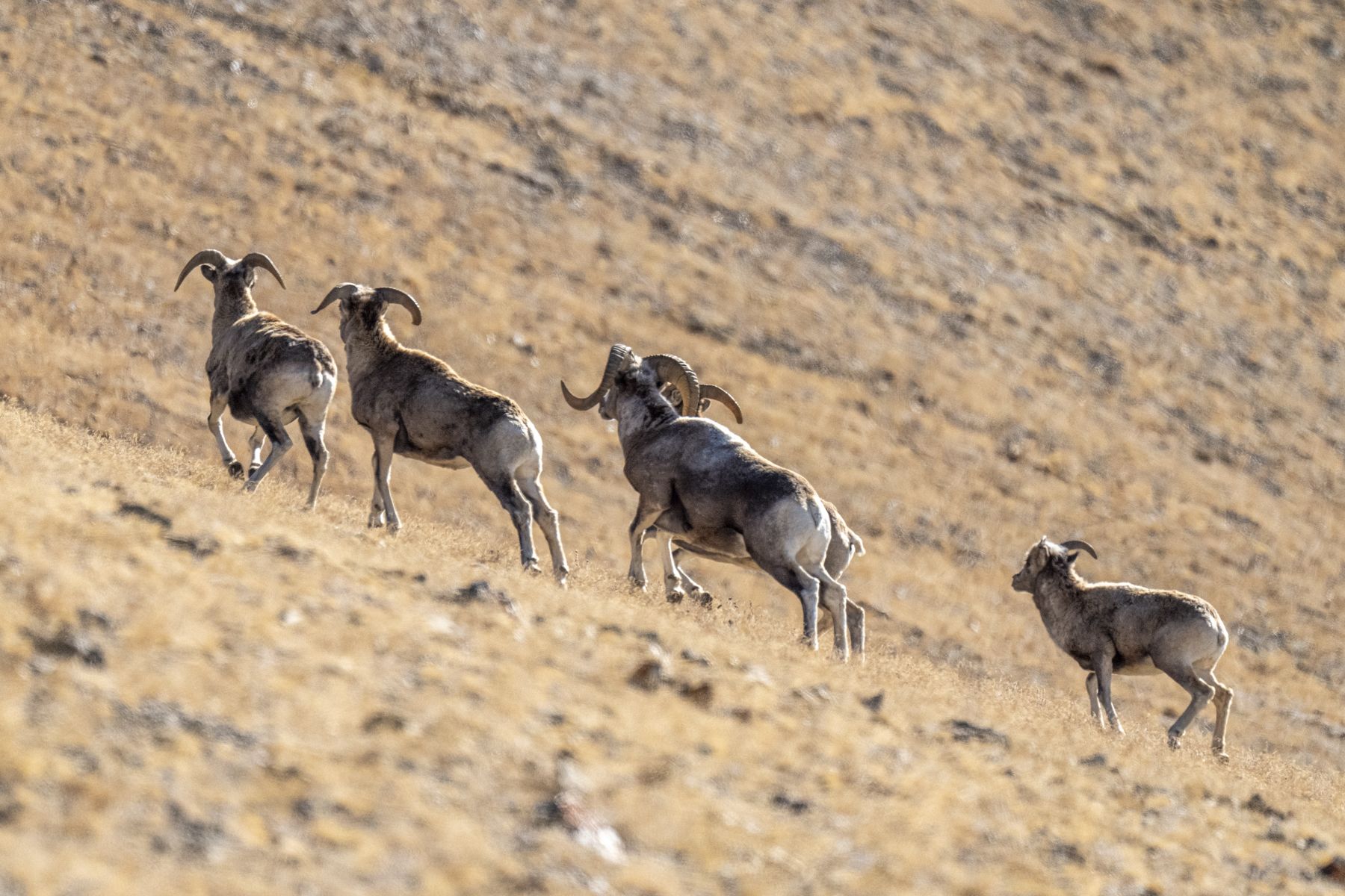 Argali wild sheep (image by Mark Beaman)
