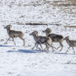 Argali wild sheep (image by Mark Beaman)