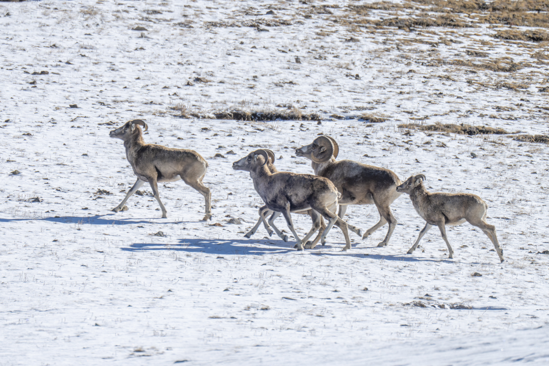 Argali wild sheep (image by Mark Beaman)