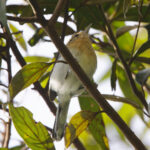 Ash-throated Antwren (image by Leo Garrigues)