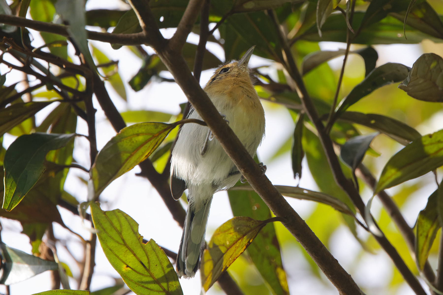 Ash-throated Antwren (image by Leo Garrigues)