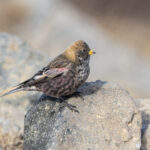Asian Rosy Finch (image by Mark Beaman)
