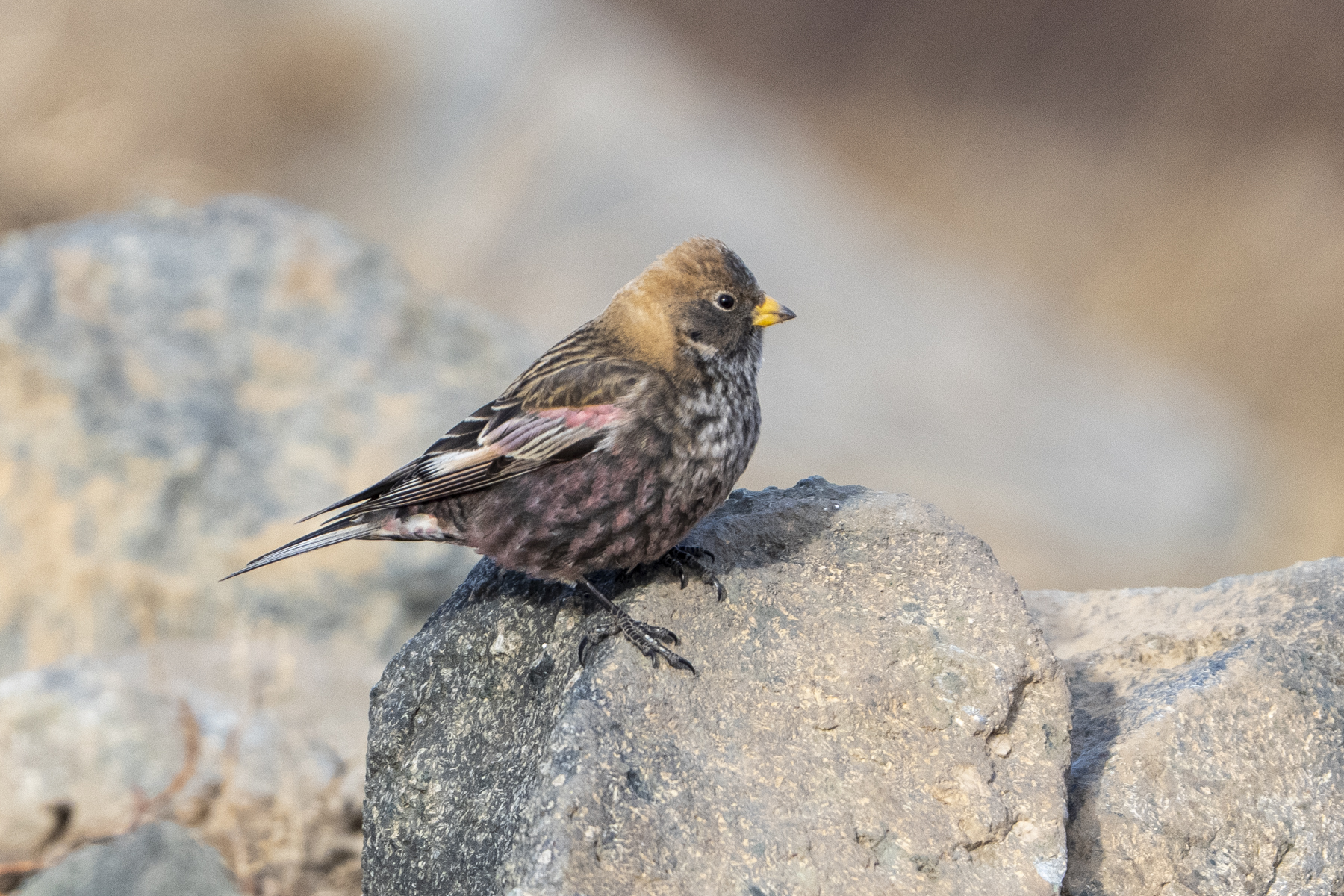 Asian Rosy Finch (image by Mark Beaman)