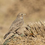 Asian Short-toed Lark (image by Mark Beaman)