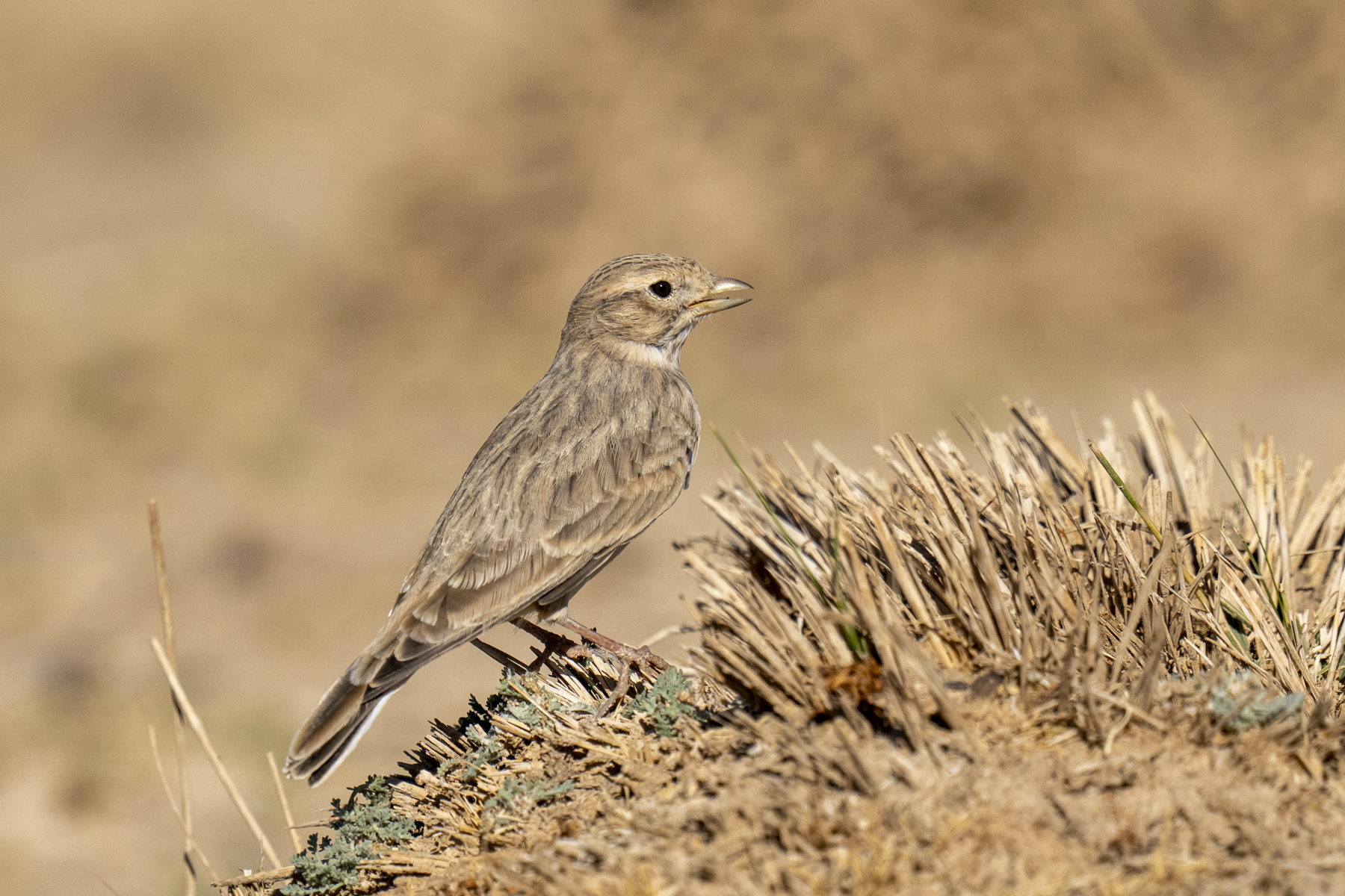 Asian Short-toed Lark (image by Mark Beaman)