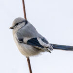 Azure Tit (image by Mark Beaman)
