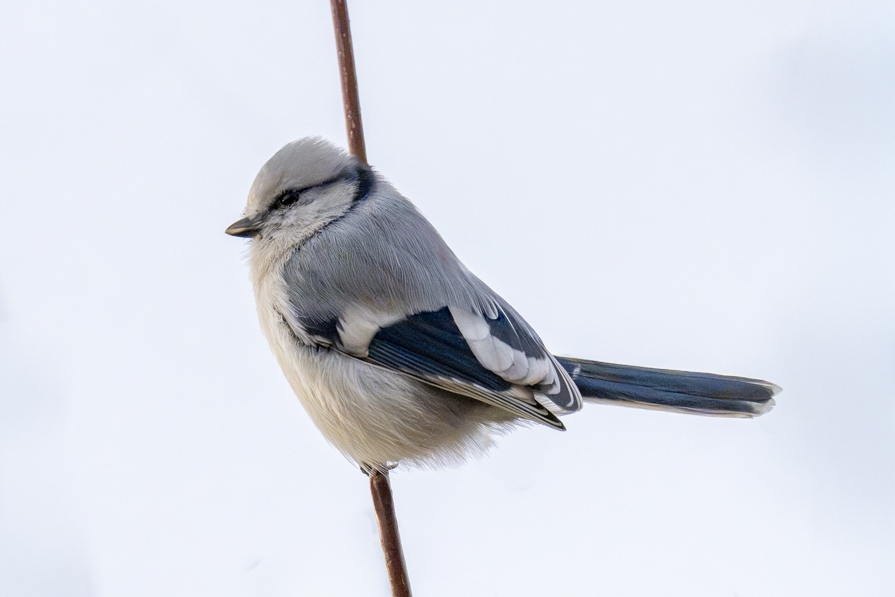 Azure Tit (image by Mark Beaman)