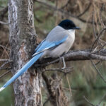 Azure-winged Magpie (image by Mark Beaman)