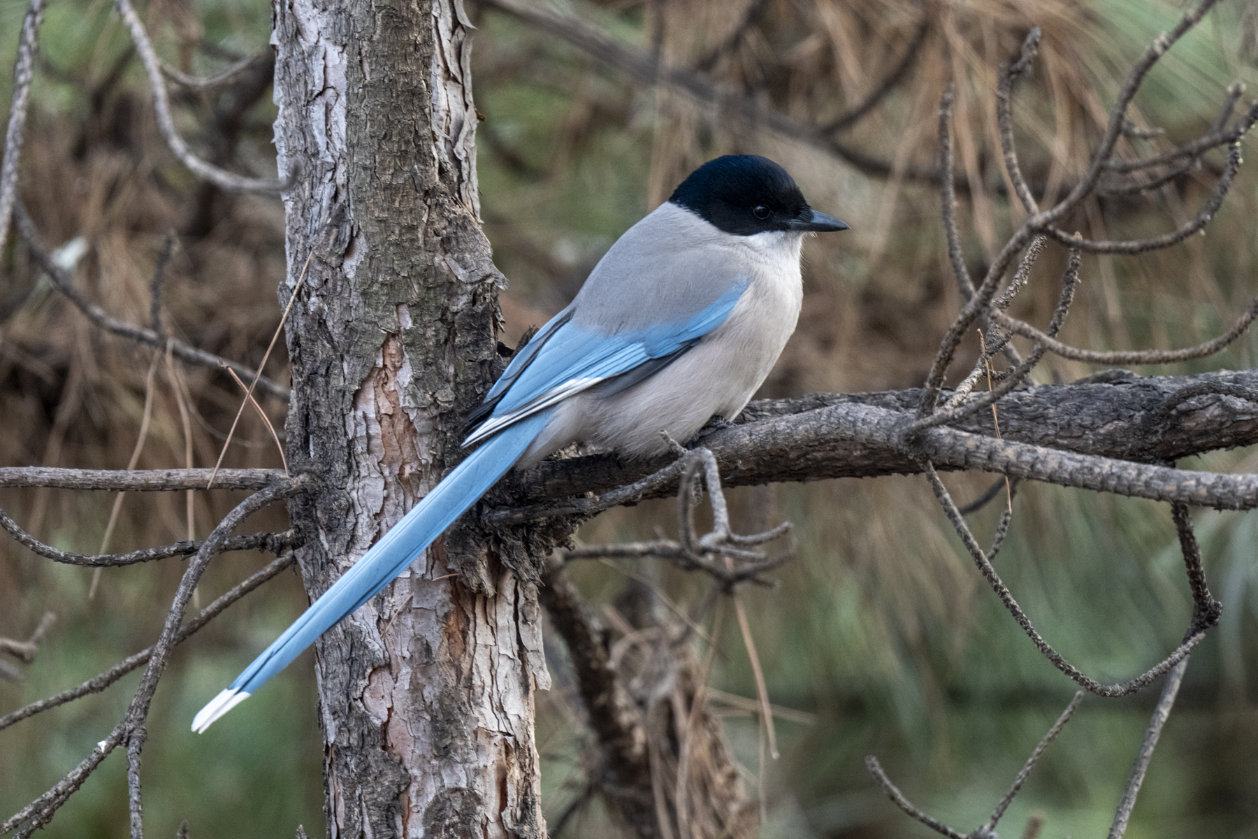 Azure-winged Magpie (image by Mark Beaman)