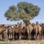 Bactrian Camels (image by Mark Beaman)
