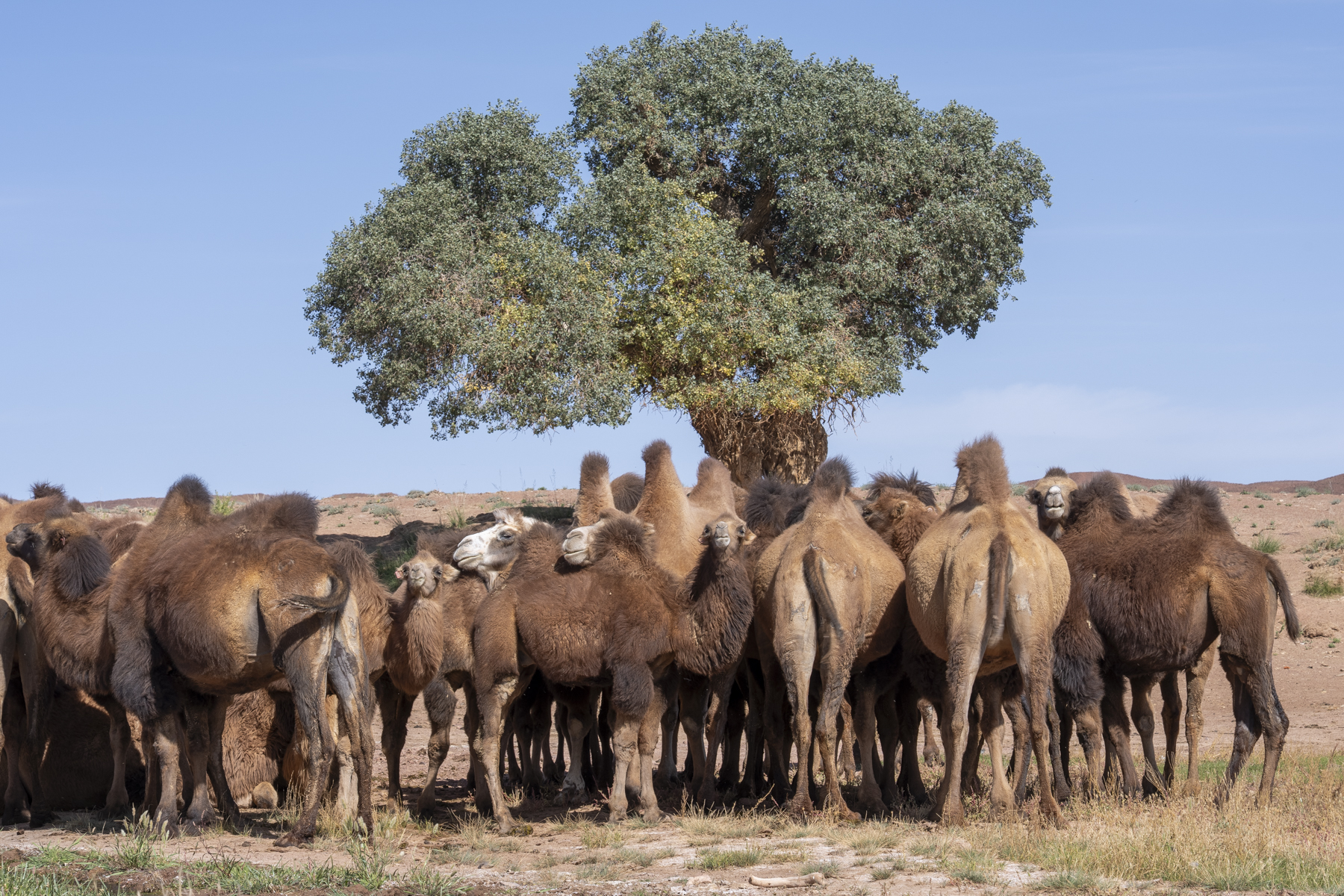 Bactrian Camels (image by Mark Beaman)