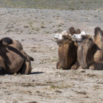 Bactrian Camels (image by Mark Beaman)