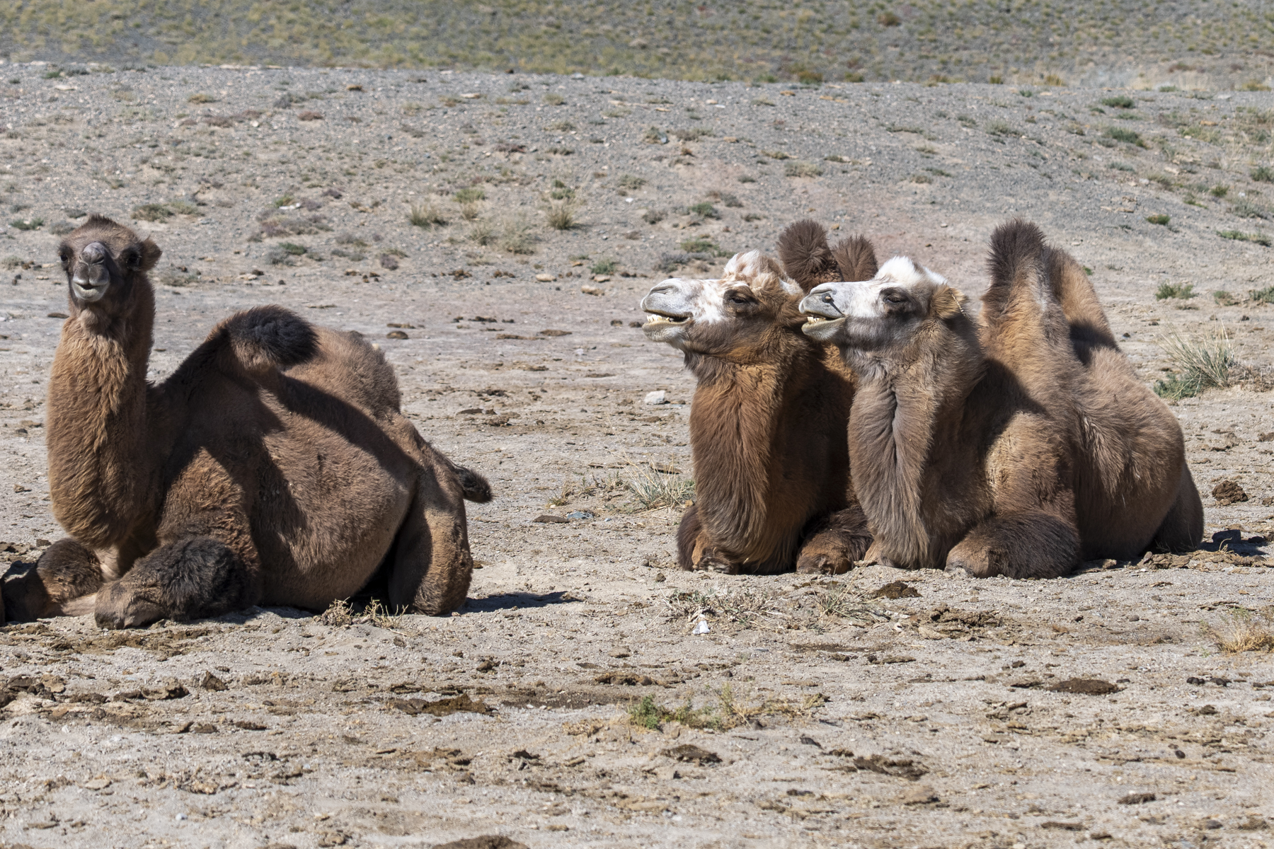 Bactrian Camels (image by Mark Beaman)