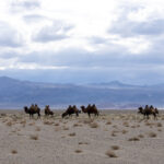 Bactrian Camels (image by Mark Beaman)