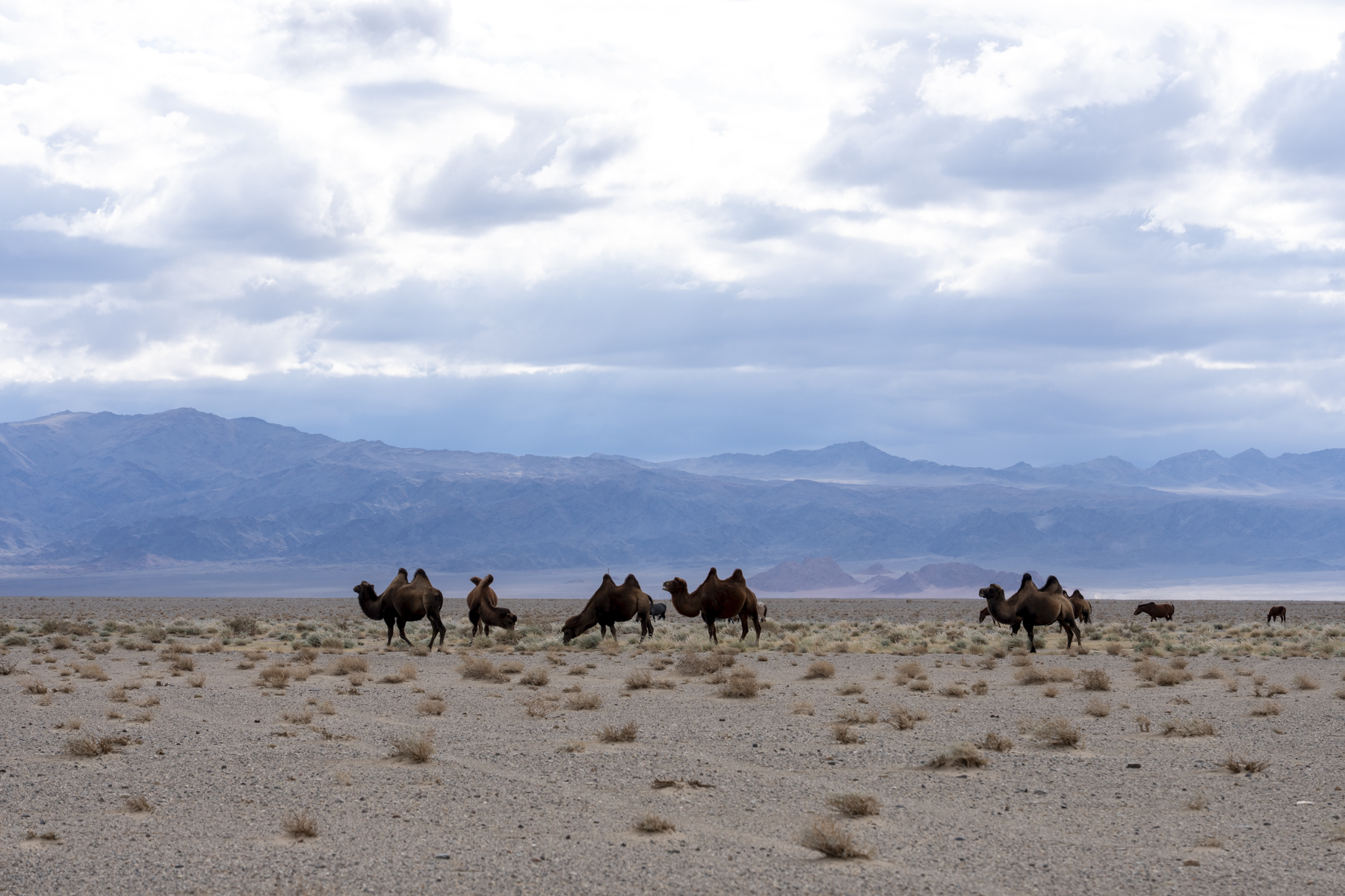 Bactrian Camels (image by Mark Beaman)