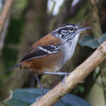 Bar-winged Wood Wren (image by Leo Garrigues)