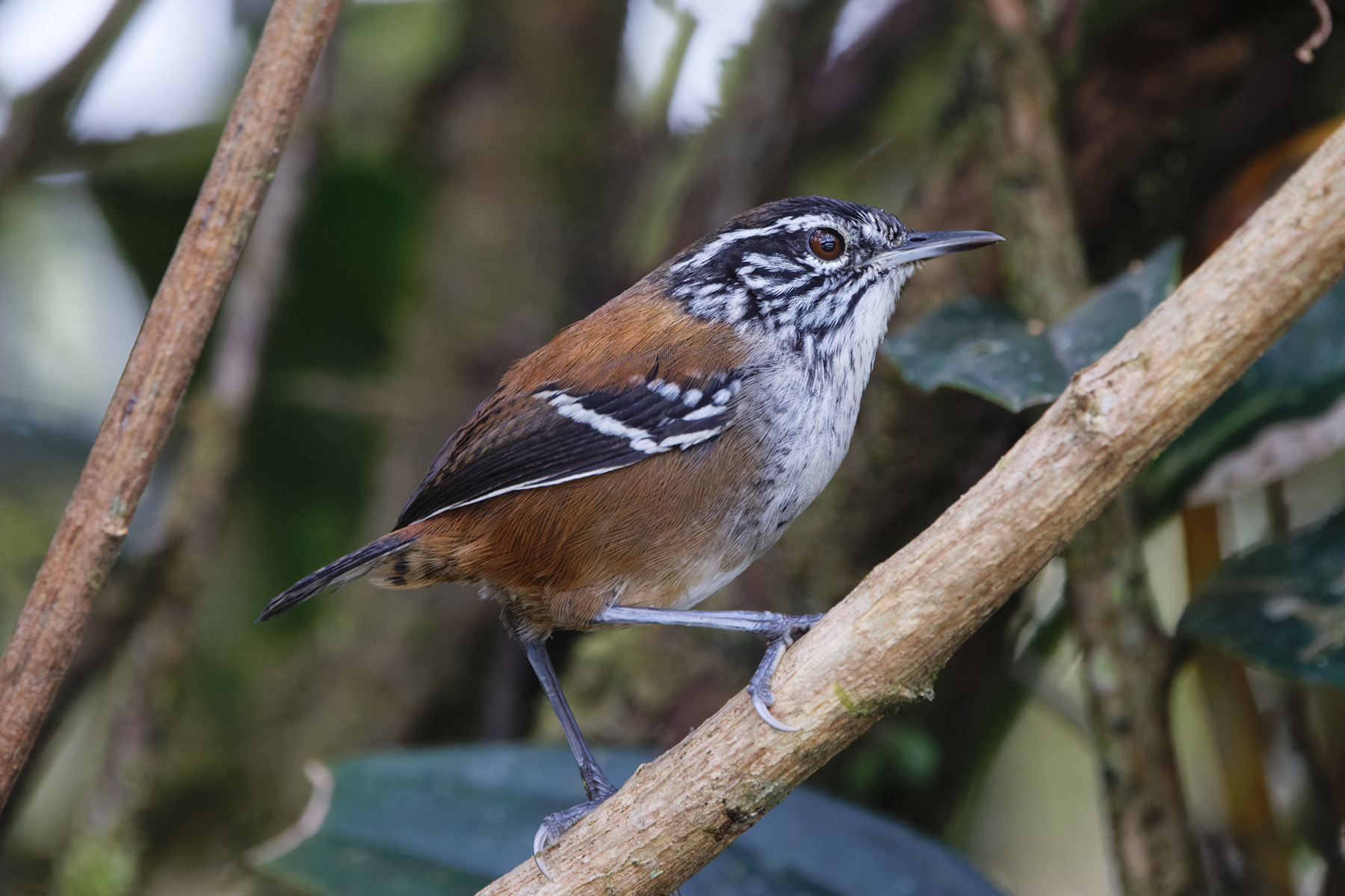 Bar-winged Wood Wren (image by Leo Garrigues)