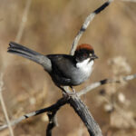 Bay-crowned Brushfinch (image by Leo Garrigues)
