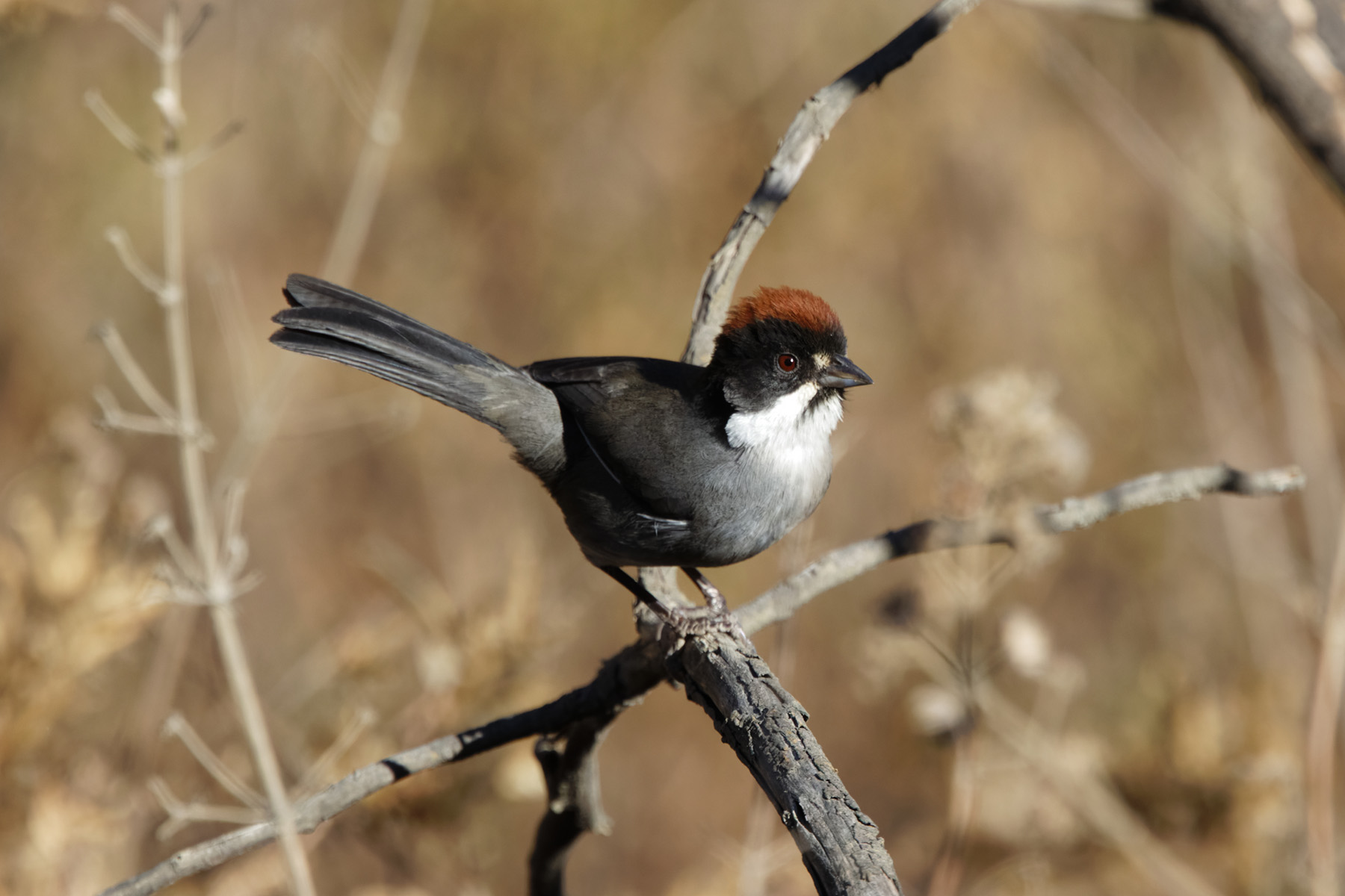 Bay-crowned Brushfinch (image by Leo Garrigues)