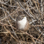 Beijing Babbler (image by Mark Beaman)