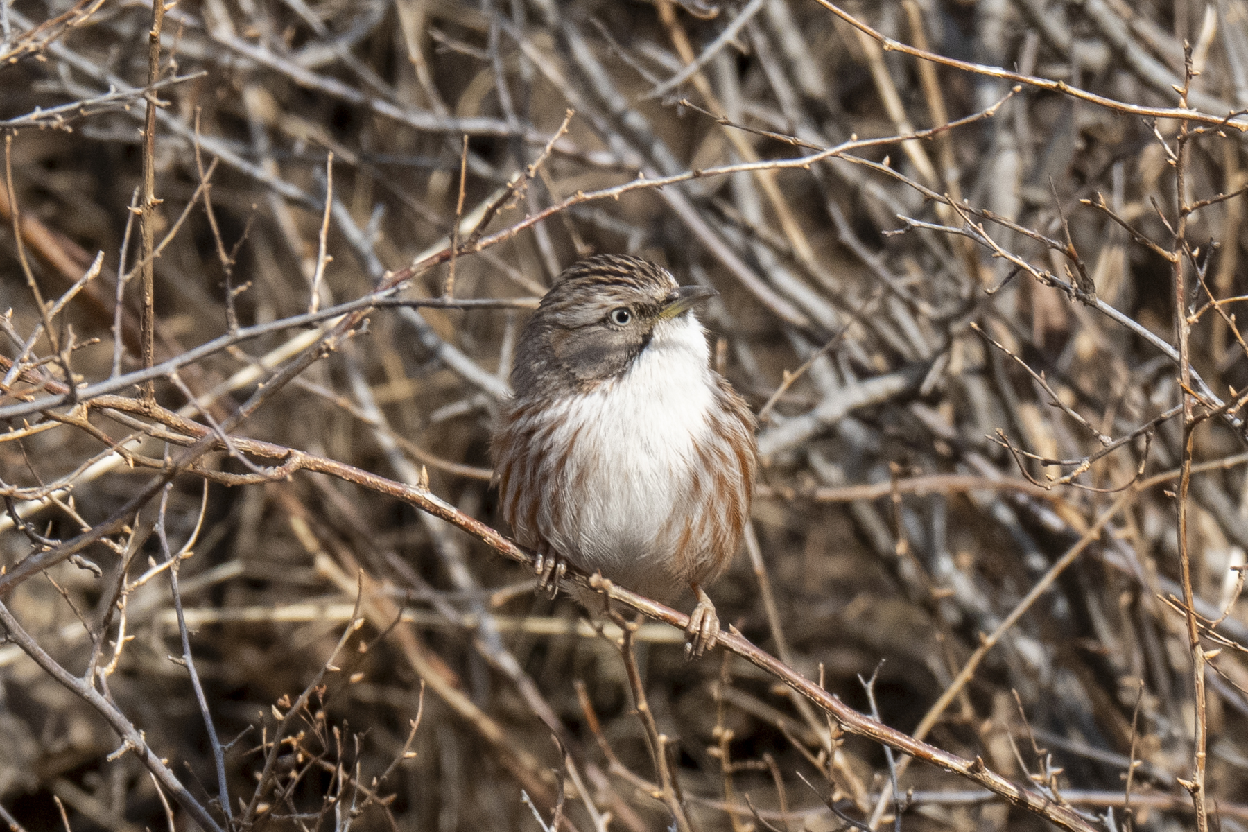 Beijing Babbler (image by Mark Beaman)