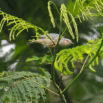 Bicoloured Conebill (image by Mark Van Beirs)