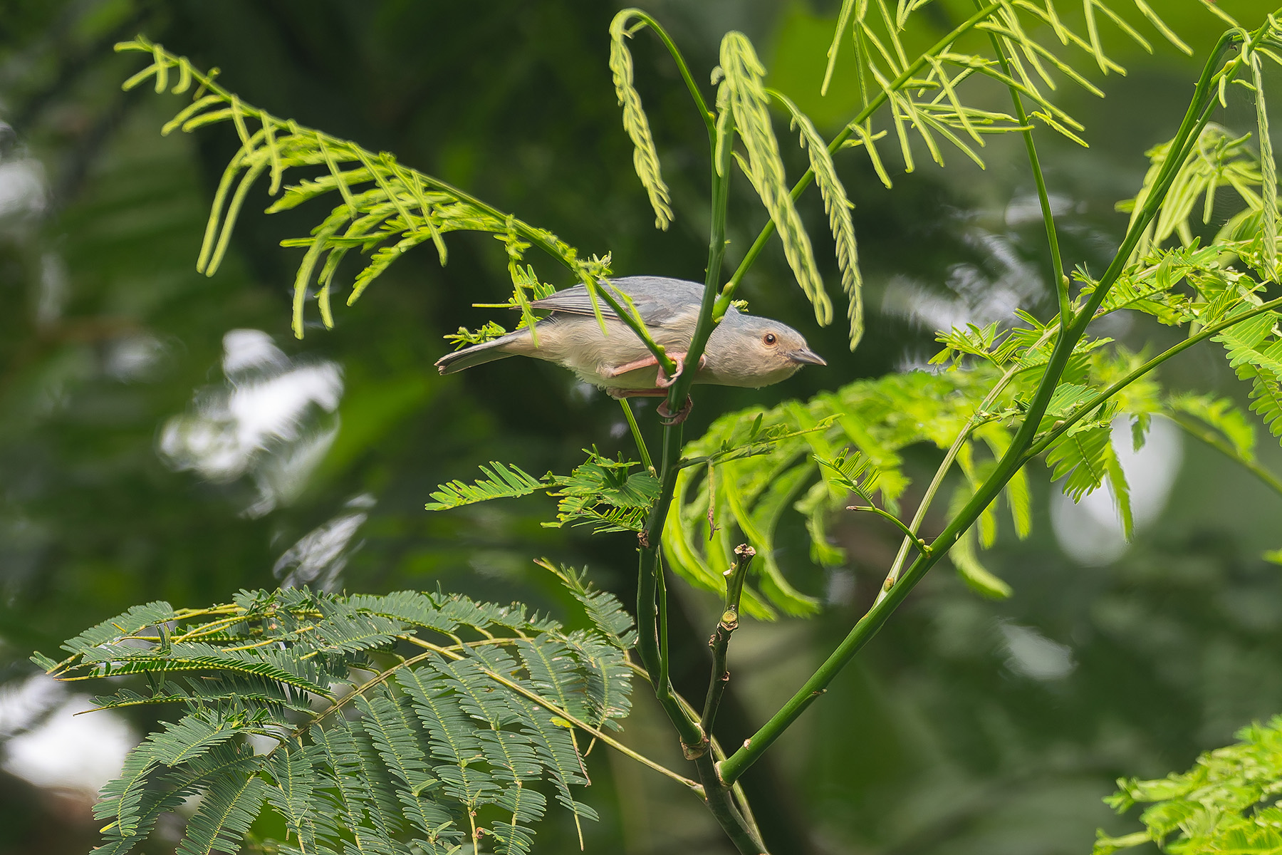 Bicoloured Conebill (image by Mark Van Beirs)