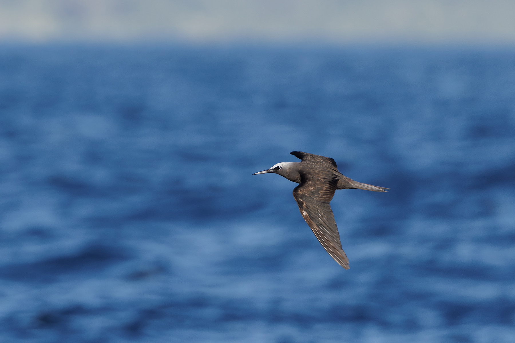 Black Noddy (image by Dáni Balla)