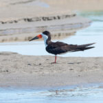 Black Skimmer (image by Mark Van Beirs)