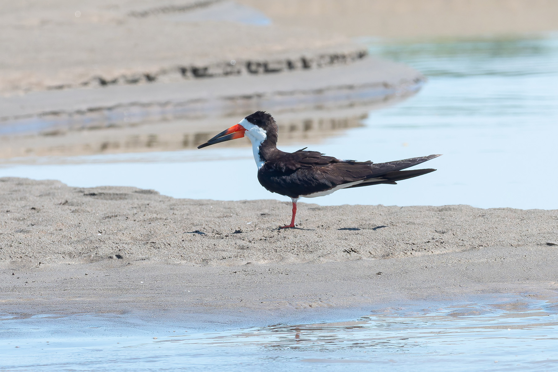 Black Skimmer (image by Mark Van Beirs)