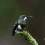 Black-bellied Thorntail (image by Leo Garrigues)